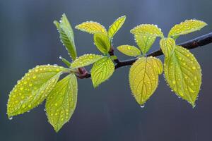 ai gerado brilhante Primavera vegetação natureza profissional fotografia foto