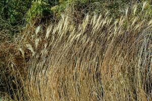 seco Relva fundo. seco panículas do miscanthus sinensis balançar dentro a vento dentro cedo Primavera foto