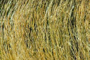 seco Relva fundo. seco panículas do miscanthus sinensis balançar dentro a vento dentro cedo Primavera foto