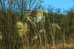 seco Relva fundo. seco panículas do miscanthus sinensis balançar dentro a vento dentro cedo Primavera foto