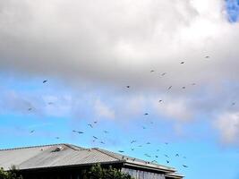 branco fofo nuvens dentro a profundo azul céu. céu fundo foto