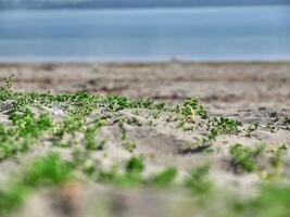 beira-mar fundo. Relva fechar Visão macro foto, areia e mar, período de férias papel de parede foto