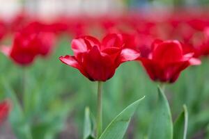 vermelho tulipa flores fundo ao ar livre foto