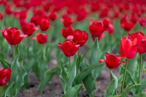 vermelho tulipa flores fundo ao ar livre foto