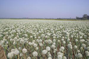 cebola flores plantação dentro a campo natural panorama Visão debaixo a azul céu foto