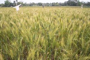 trigo grão campo campo do Bangladesh foto