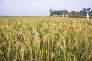 trigo grão campo campo do Bangladesh foto