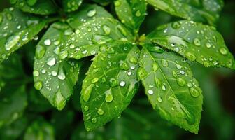 ai gerado pingos de chuva em fresco verde folhas, fechar acima Visão do Primavera verde folhas, natureza fundo foto