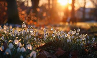 ai gerado snowdrops dentro uma jardim às dourado hora, Primavera flores fundo foto