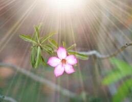 Rosa flor em luz solar foto