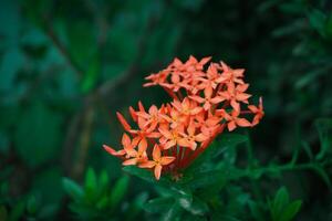 ashoka flores flor belas dentro a seco estação dentro rural áreas do Indonésia foto