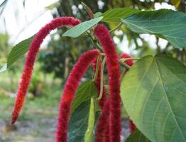 acalypha hispida ou vermelho gatos rabo plantar este cresce abundantemente dentro tropical países foto