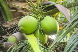 jovem verde cocos ainda em seus fertil árvores foto