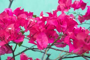 vermelho buganvílias flores florescendo contra uma esverdeado parede fundo foto