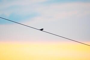solitário pássaro em poder linha foto