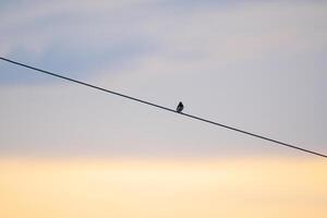 a solitário pássaro foto