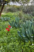 vermelho anêmona flores dentro uma vibrante campo com amarelo e roxa flores debaixo a Sol foto