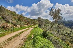 pacífico verde colinas com uma caminho e uma nublado azul céu panorama com colorida flores foto