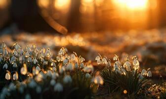 ai gerado snowdrops dentro uma jardim às dourado hora, Primavera flores fundo foto