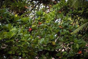 a de asas verdes arara escondido dentro a árvore coroa foto