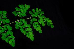 moringa folhas em uma Preto fundo foto