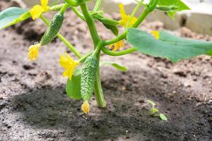 primeiro colheita do 1 verde pepino crescido dentro Primavera dentro uma policarbonato estufa, Comida crise foto