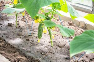 primeiro colheita do 1 verde pepino crescido dentro Primavera dentro uma policarbonato estufa, Comida crise foto