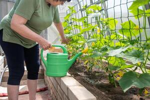 jardineiro águas jovem pepino mudas dentro uma estufa em nutritivo solo com uma rega pode, cresce legumes foto