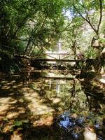 ponte em a rio dentro floresta com reflexão foto