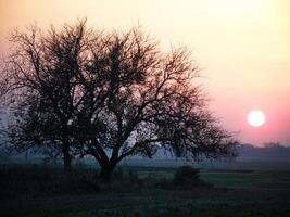 árvore silhueta dentro a campo às Rosa e laranja pôr do sol céu com Sol foto