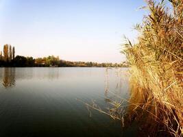 lindo cana dentro a lago às outono com reflexões foto