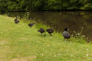 grupo do patos em a Relva e 1 Pato dentro a água foto