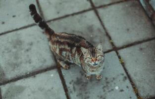 gato caminhando dentro a ruas foto
