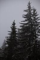 panorama com pinho floresta dentro neve foto