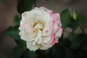 branco rosa flor flor dentro a jardim. branco rosa flor tem botânico nome rosa a partir de rosaceae família. branco rosa é lindo flor foto