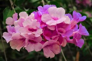 alho videira flor com roxa pétala tem latim nome mansoa aliacea a partir de bignoniaceae família flor dentro a jardim foto