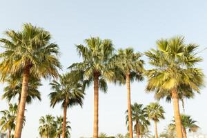 Palma árvore baixo ângulo Visão tropical fundo foto