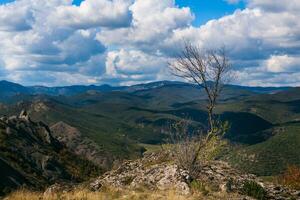 solitário seco árvore em uma penhasco negligenciar a montanhas foto