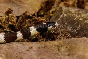 serpente lampropeltis getula califórnia foto