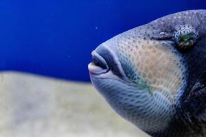 macro peixe pescoço azul balistode, balistoides viridescens foto