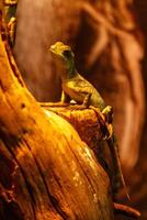 lagarto basilisco plumifrons, verde com crista basilisco foto