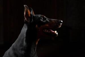 doberman pinscher contra Preto fundo frente Visão foto