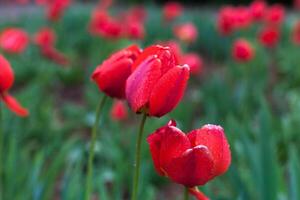 vermelho tulipa em uma verde fundo foto