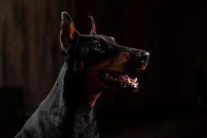 fechar-se engraçado retrato do doberman cachorro com grande nariz olhar fixamente dentro Câmera dentro Câmera em isolado Preto fundo foto