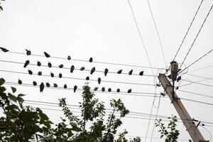 pombos em repouso em elétrico fio com árvore topo foto