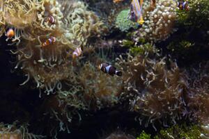 ocellaris Peixe-palhaço palhaço anemonefish Peixe-palhaço falso percula Peixe-palhaço anfiprião ocellaris animal embaixo da agua foto fechar acima pequeno peixe