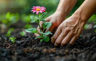 ai gerado jardineiro plantio Rosa flor dentro a jardim foto