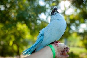 azul pomba em humano mão foto