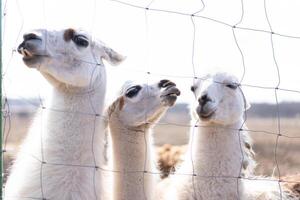 fofa animal Alpaka lama em Fazenda ao ar livre foto