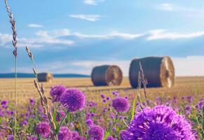 ai gerado feno fardos e roxa flores em a campo depois de colheita rural panorama foto